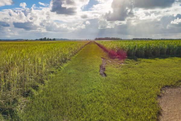 DJI_0015 (1)